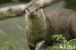 Visotter