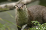 European Otter (Lutra lutra) 