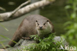 European Otter (Lutra lutra) 