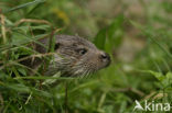 European Otter (Lutra lutra) 