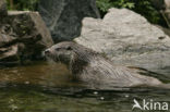 European Otter (Lutra lutra) 