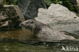 Visotter