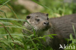 European Otter (Lutra lutra) 