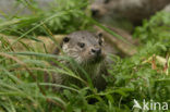 European Otter (Lutra lutra) 