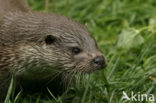 European Otter (Lutra lutra) 