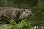 European Otter (Lutra lutra) 