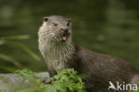 European Otter (Lutra lutra) 