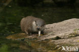 European Otter (Lutra lutra) 