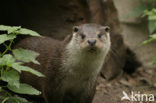 European Otter (Lutra lutra) 