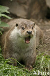 European Otter (Lutra lutra) 