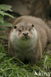 European Otter (Lutra lutra) 