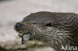 European Otter (Lutra lutra) 