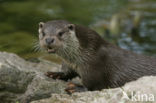 European Otter (Lutra lutra) 