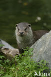 European Otter (Lutra lutra) 