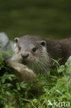 European Otter (Lutra lutra) 