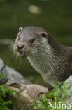 European Otter (Lutra lutra) 