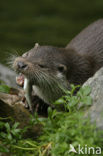 European Otter (Lutra lutra) 