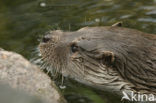 European Otter (Lutra lutra) 