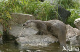 European Otter (Lutra lutra) 