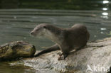 European Otter (Lutra lutra) 