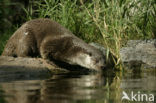 European Otter (Lutra lutra) 