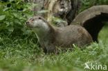 European Otter (Lutra lutra) 