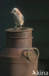 Eurasian Jay (Garrulus glandarius)