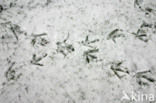 Waterhoen (Gallinula chloropus)