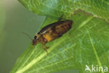 Waterbeetle (Graphoderus cinereus)