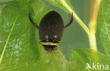 Waterbeetle (Graphoderus cinereus)