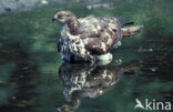 Honey Buzzard (Pernis apivorus)