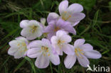 Wilde herfsttijloos (Colchicum autumnale) 