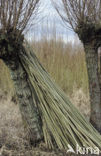 Willow (Salix)