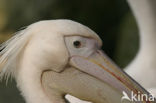 Roze Pelikaan (Pelecanus onocrotalus)