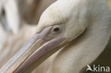 Roze Pelikaan (Pelecanus onocrotalus)