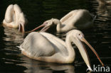 Roze Pelikaan (Pelecanus onocrotalus)