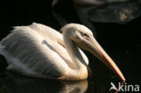 Roze Pelikaan (Pelecanus onocrotalus)