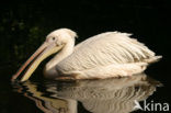 Roze Pelikaan (Pelecanus onocrotalus)