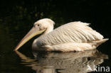 Roze Pelikaan (Pelecanus onocrotalus)