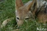 Zadeljakhals (Canis mesomelas)