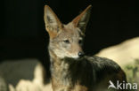 black-backed jackal (Canis mesomelas)