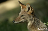 black-backed jackal (Canis mesomelas)