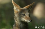 black-backed jackal (Canis mesomelas)