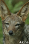 black-backed jackal (Canis mesomelas)