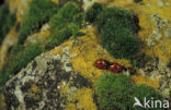 Zevenstippelig lieveheersbeestje (Coccinella septempunctata