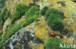 7 spot Ladybird