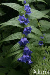 Zijdeplant gentiaan (Gentiana asclepiadea)