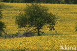 Common Annual Sunflower (Helianthus annuus)