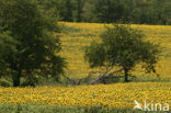 Zonnebloem (Helianthus annuus)