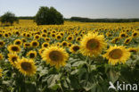 Zonnebloem (Helianthus annuus)